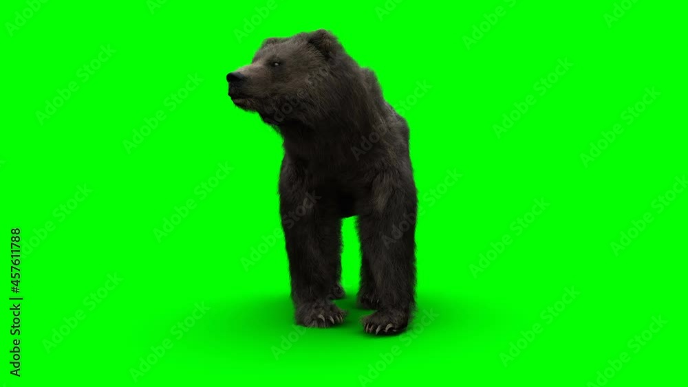 standing bear. Green screen realistic animation. standing bear. Green screen realistic animation.