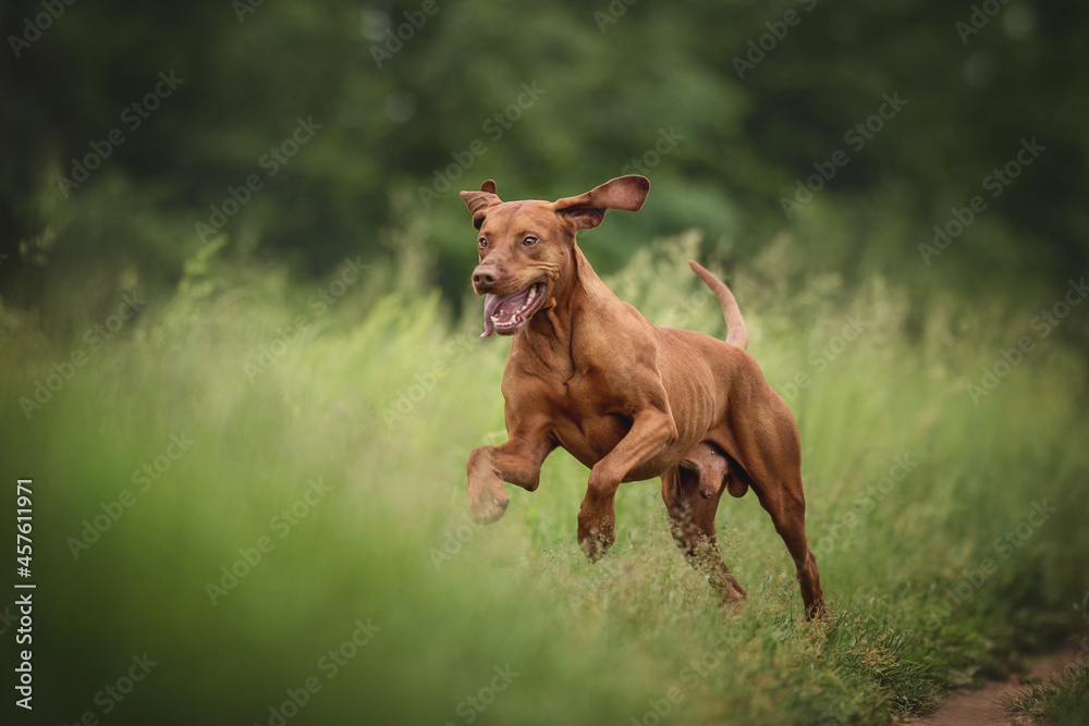 Funny Hungarian vizsla running along a path among green thickets against a background of lush summer landscape
