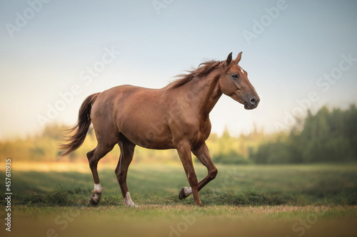 Young red female horse with a long mane running across the field against the sunset sky and green forest