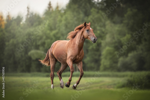 Young red female horse with a long mane running across the field against the sunset sky and green forest