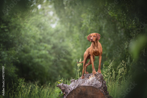 Hungarian vizsla standing on a huge wooden stump against the backdrop of a summer green landscape and looking away photo