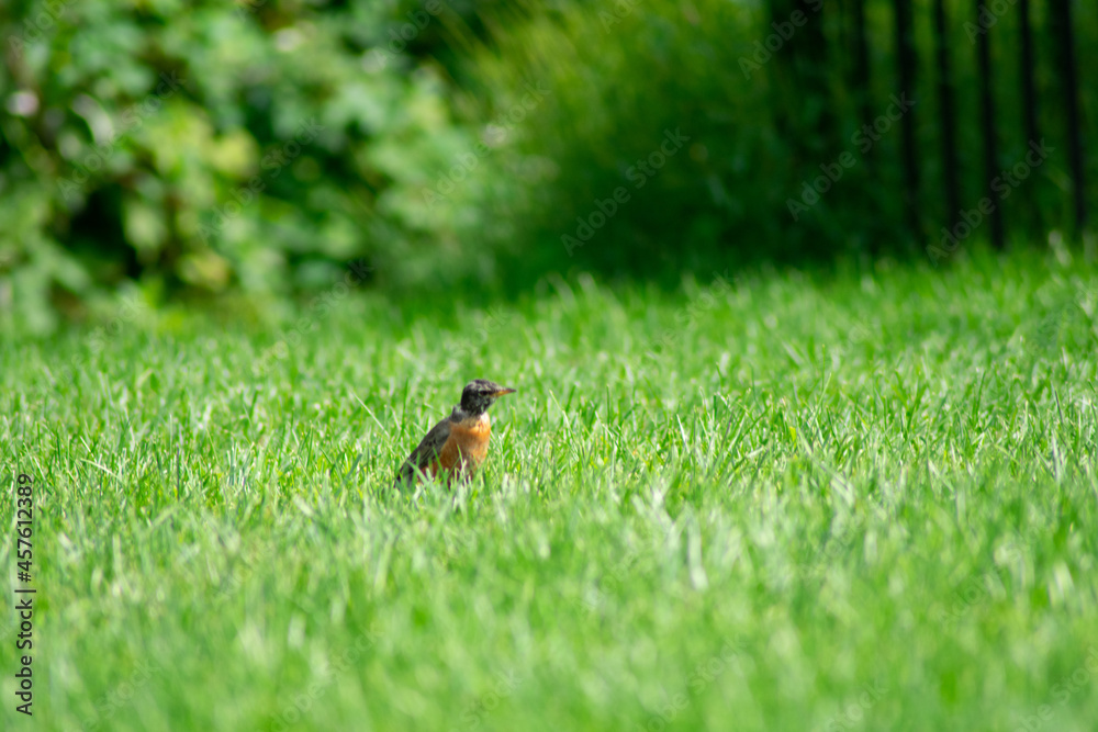 An American Robin in a Bright Green Grass Field An American Robin in a Bright Green Grass Field