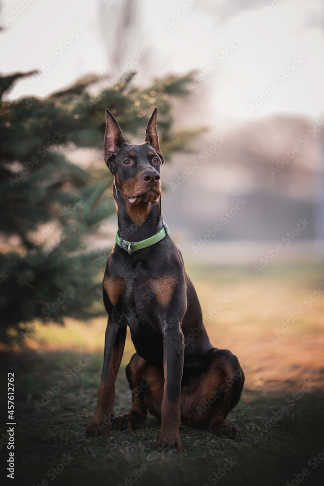 Serious doberman in green collar posing in a city park Serious doberman in green collar posing in a city park