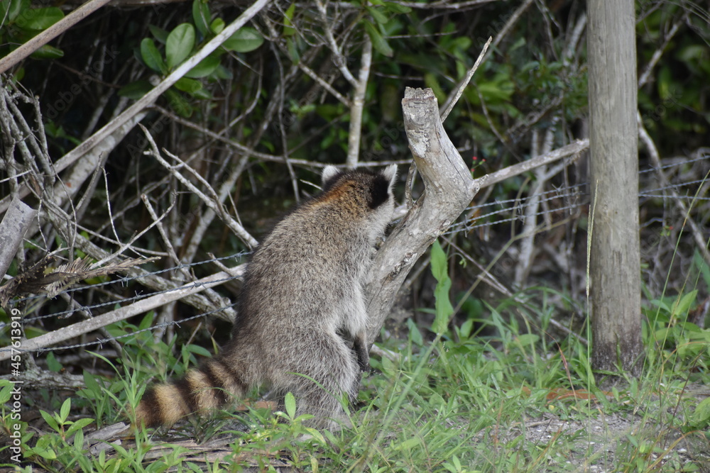 Naklejka premium playful raccoons in the swamps