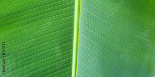Fresh banana green leaf background.