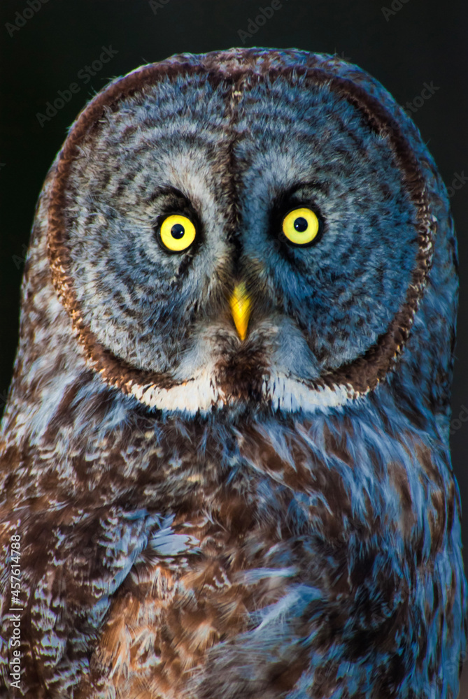 Obraz premium Spectacular portrait of a Great Grey Owl (Strix nebulosa) very close up, on a black background, and with his huge eyes glaring straight at the camera giving an ominous effect. 