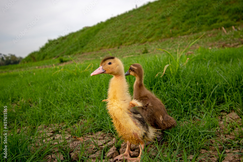 Ducks playing on the grass Ducks playing on the grass