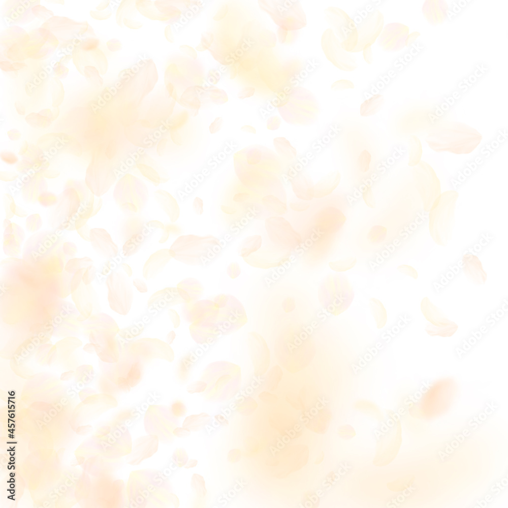 Yellow orange flower petals falling down. Extra ro Yellow orange flower petals falling down. Extra ro