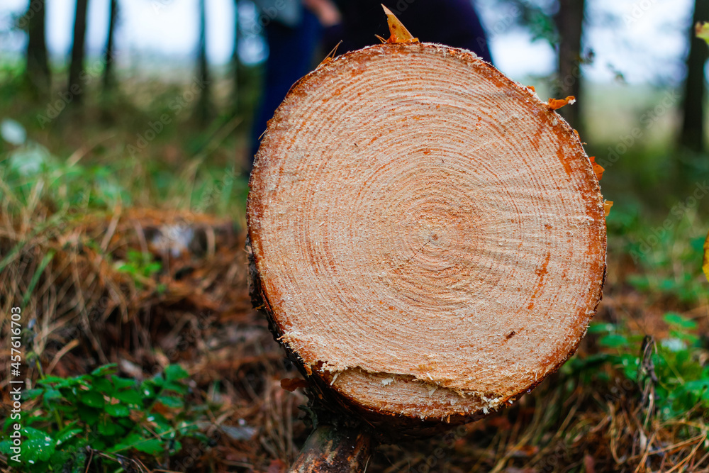 Defocus log of pine tree in autumn forest. Saw cur wood. Saw cut of a large pine tree. Nature wood outside, outdoor. Sawmill industry. Out of focus