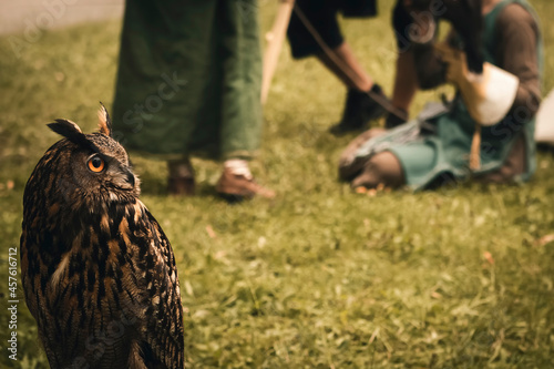 Eagle-owl on grass