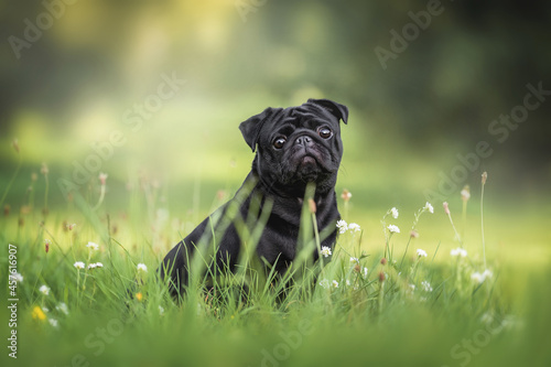 Foto A brooding black pug sitting in the grass among white and yellow flowers against