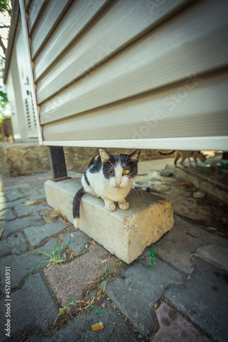 Fototapeta Naklejka Na Ścianę i Meble -  a cat with one eye living in Turkey