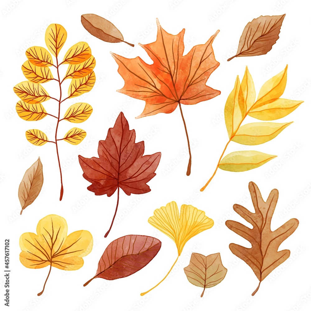 watercolor autumn leaves collection vector design illustration