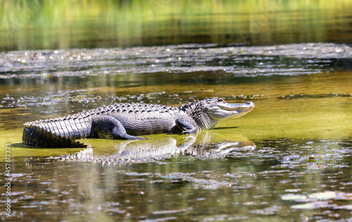 American Alligator Reflections, Wakulla Springs, FL