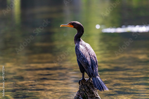 Double Crested Cormorant, Wakulla Springs, FL