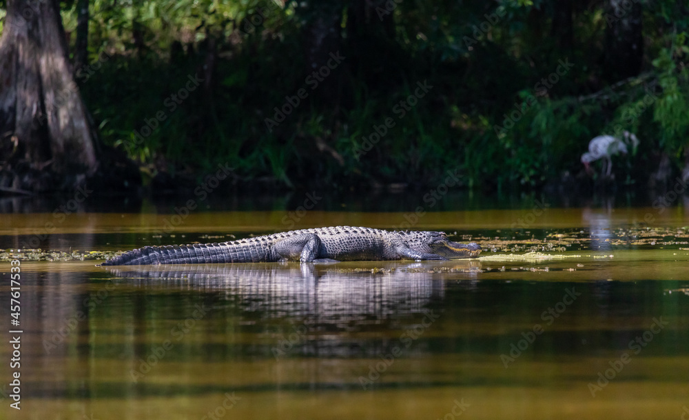 Naklejka premium American Alligator Basking In The Sun
