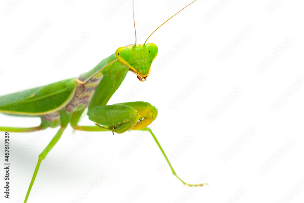 Green praying mantis isolated on white background Green praying mantis isolated on white background