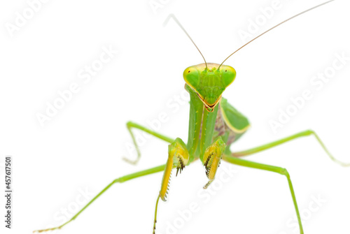 Green praying mantis isolated on white background