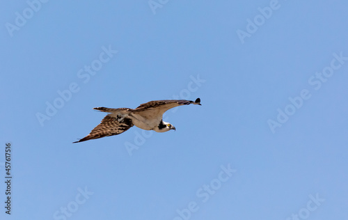 Gliding Osprey
