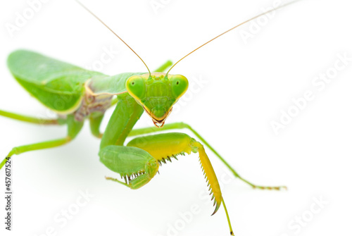 Green praying mantis isolated on white background © Jeine