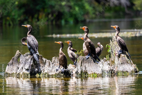 Double-Crested Cormorants on Cypress Knees