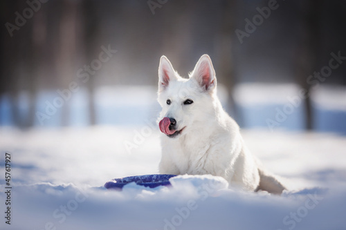 A white Swiss shepherd dog lies in a snowdrift and licking his lips against the backdrop of a bright winter landscape.