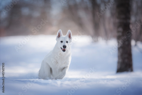 A white Swiss shepherd dog running through deep snowdrifts against the backdrop of a bright winter landscape. The mouth is open. Paws in the air