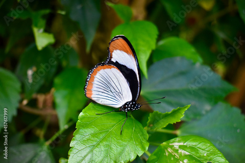 Photography Closeup of a Red Spot Diadem butterfly (ventral) on a leaf, Butterfly Farm, Stra