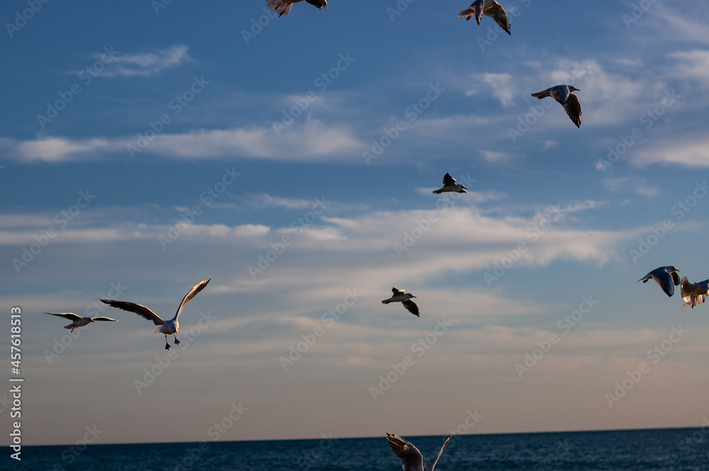 seagulls in the sky