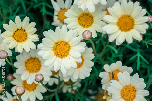 daisies in a row