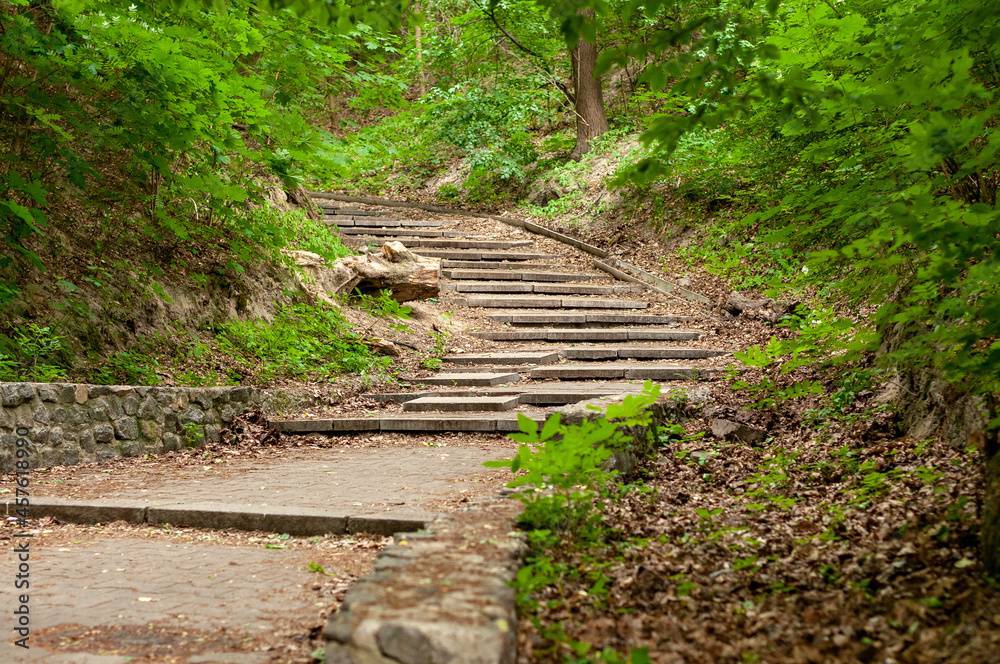 Obraz premium stone stairs in the forest