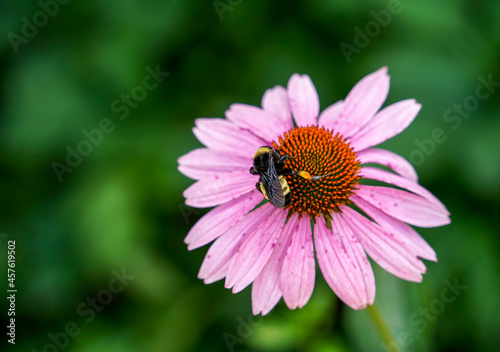 Bee rests on a pink flower.