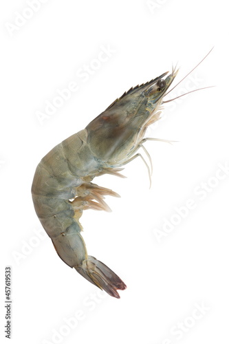 pacific white shrimp isolated on white background. photo