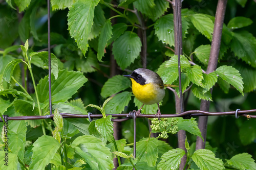 The common yellowthroat (Geothlypis trichas) it is also known as the yellow bandit. It is an abundant breeder in North America, ranging from southern Canada to central Mexico. photo