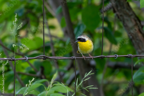 The common yellowthroat (Geothlypis trichas) it is also known as the yellow bandit. It is an abundant breeder in North America, ranging from southern Canada to central Mexico. photo
