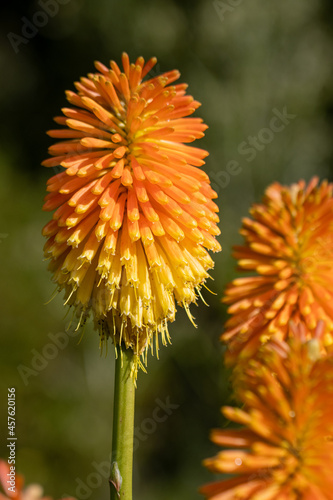 Bright orange Kniphofia Torchlight flower in summer