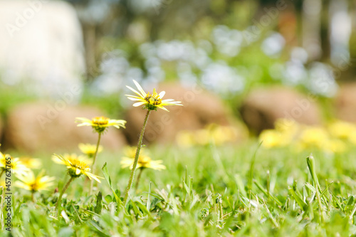 Capeweed Australian wildflower yellow daisy-like flower on bright spring day photo