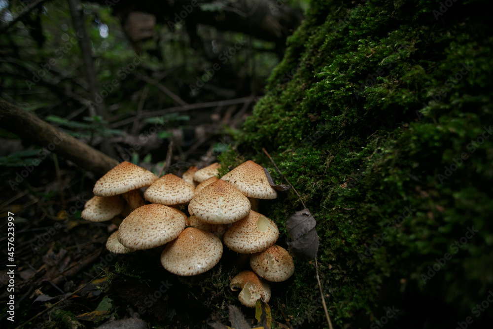 Mushrooms in the autumn forest. Mushrooms in the autumn forest.