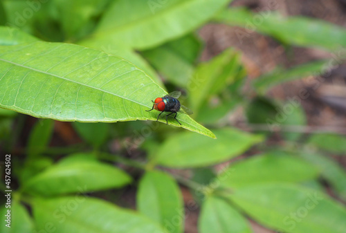 Calliphora vomitoria, blue bottle fly, blow fly, bottle bee perched on the leaf with nature blurred background.