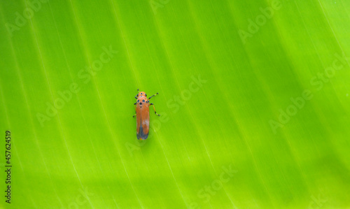 Red insect, Red Leafhopper (Bothrogonia sp.) perched on banana leaves. photo