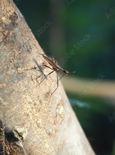 Banana stalk flies (Telostylinus lineolatus) perched on the tree. photo