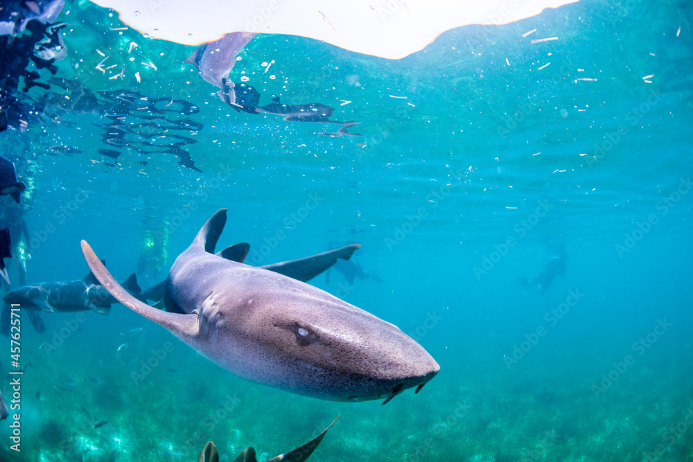 Obraz premium shark in the sea