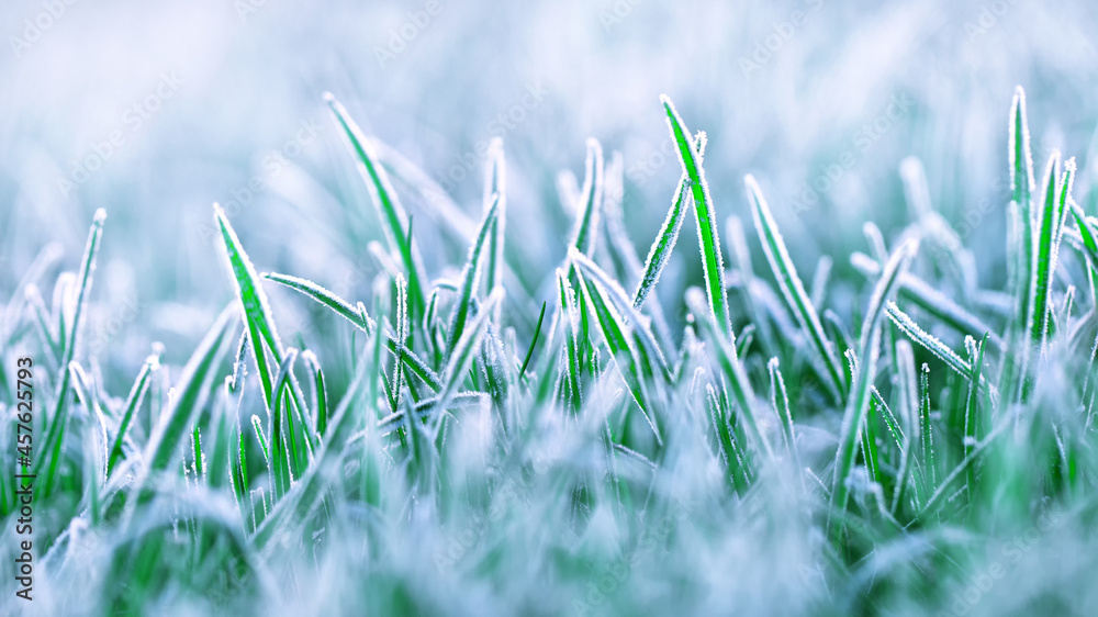 Morning frost on young grass with place for text. Morning frost on young grass with place for text.