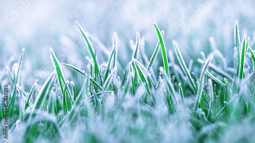 Morning frost on young grass with place for text. © maykal