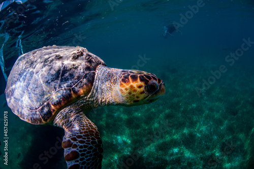 sea turtle swimming in water © Bruce