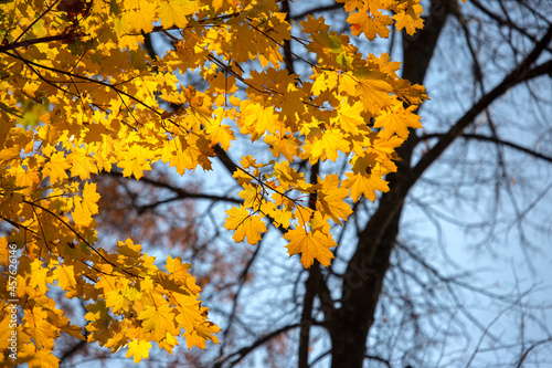 autumn trees with yellow leaves against the sky