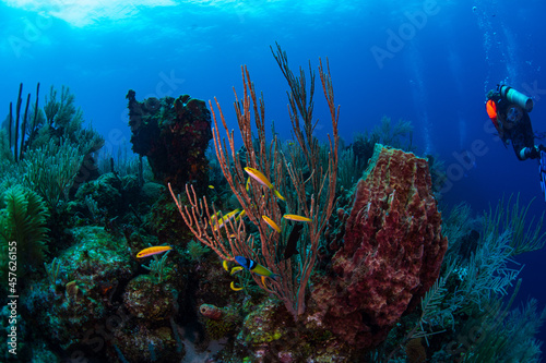coral reef and diver