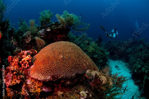 Diver swimming by a large brain coral 