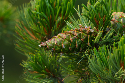 The pinecone of a Limber Pine (Pinus flexilis).  Shot in Banff, Alberta, the tree is only found in the mountains of western North America.