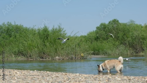 Beautiful dog walking and drinks water from the forest pond. Walk with pet by pond. photo